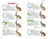 Mammals of China 2020